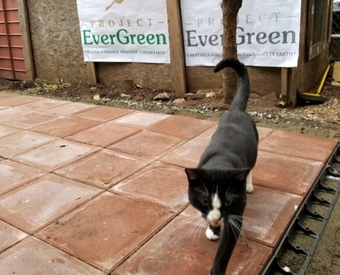 Project EverGreen - Cat