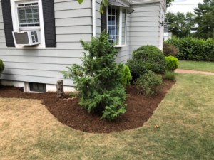 Project EverGreen - Lawn