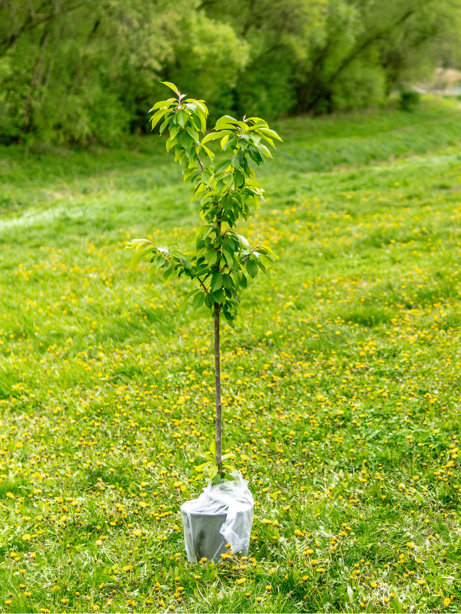 Tree - Tree planting