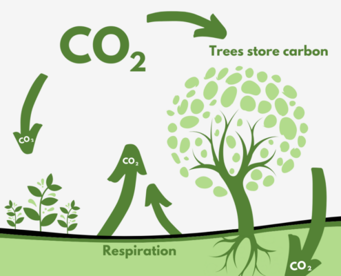 Carbon Sequestration Explained - Project EverGreen