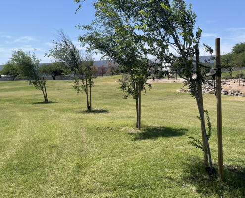 Barrios Unidos Park Project EverGreen ScottsMiracle Gro new trees | Project EverGreen