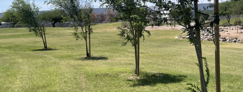 Trees -Project EverGreen