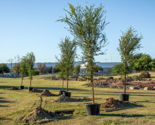 Barrios Unidos - Project EverGreen