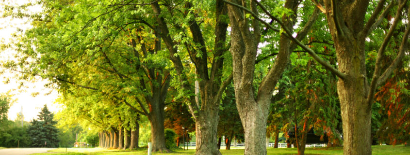 benefits of trees