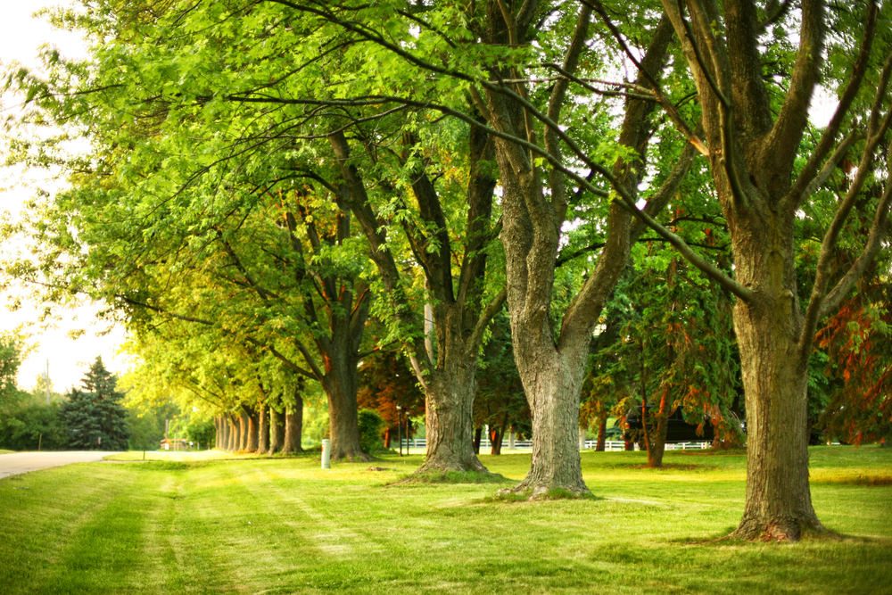 Benefits of Trees | Project EverGreen benefits of trees