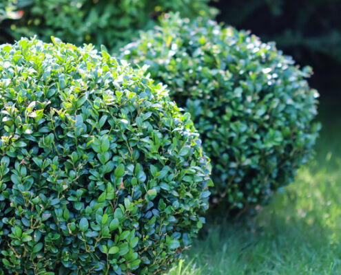 Shrubs - Project EverGreen