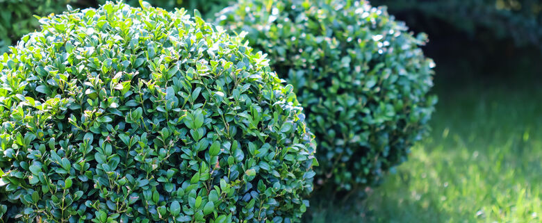 Shrubs - Project EverGreen