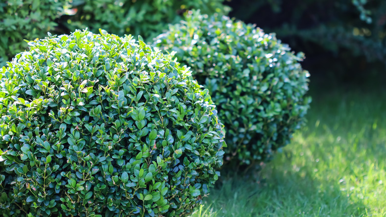 Shrubs - Project EverGreen