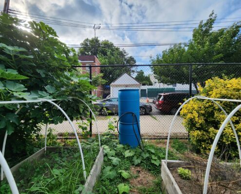 Corona Peach Tree Garden - Project EverGreen