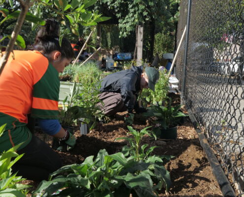 Corona Peach Tree Community Garden - Project EverGreen