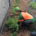 Corona Peach Tree Community Garden - Project EverGreen