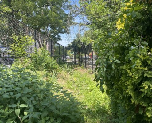 Phoenix Community Garden - New York City - 2026 | Project EverGreen Phoenix Community Garden - Project EverGreen