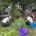 Phoenix Community Garden in Brooklyn - Project EverGreen